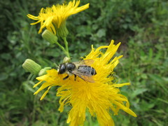 Megachile inermis