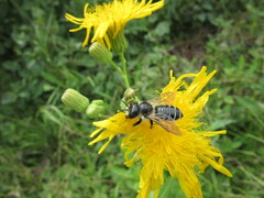 Megachile inermis