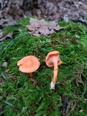 Cantharellus corallinus