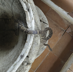 Trimorphodon quadruplex