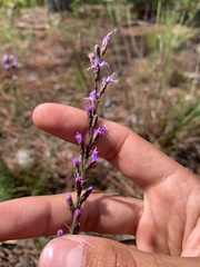 Liatris microcephala