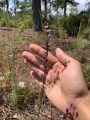 Liatris microcephala