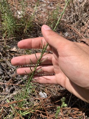 Liatris microcephala
