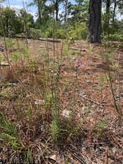 Liatris microcephala