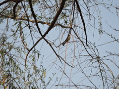 Setophaga coronata