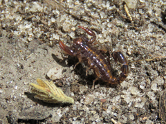 Bothriurus asper
