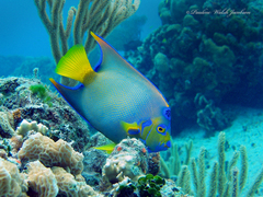 Holacanthus ciliaris