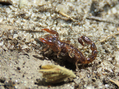Bothriurus asper