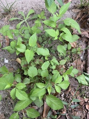 Bidens alba