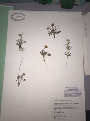 Ranunculus pedatifidus affinis