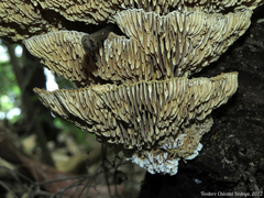 Trametes tenuis