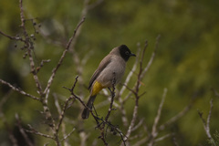 Pycnonotus xanthopygos