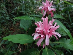 Justicia carnea