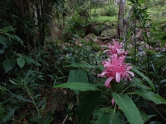 Justicia carnea