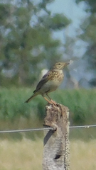 Anthus furcatus