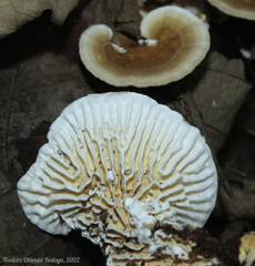 Trametes tenuis