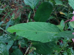 Justicia carnea