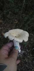 Lactifluus deceptivus