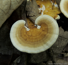 Trametes tenuis