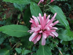 Justicia carnea