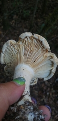 Lactifluus deceptivus