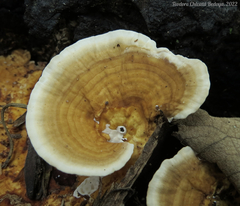 Trametes tenuis