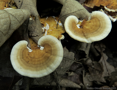 Trametes tenuis