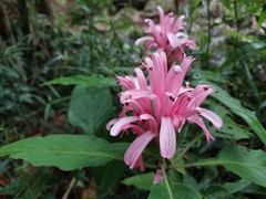 Justicia carnea