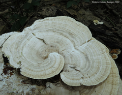 Trametes tenuis