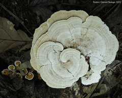Trametes tenuis
