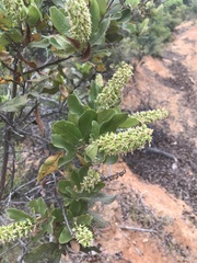 Escallonia pulverulenta