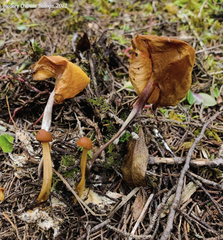 Hymenogloea papyracea