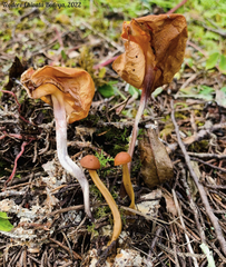 Hymenogloea papyracea