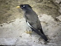 Acridotheres fuscus