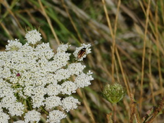 Pseudomops neglectus