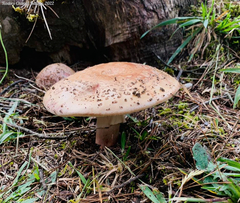 Amanita brunneolocularis