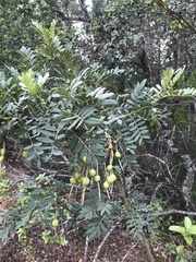 Sophora macrocarpa