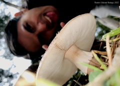 Amanita brunneolocularis