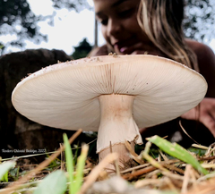 Amanita brunneolocularis
