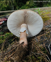 Amanita brunneolocularis