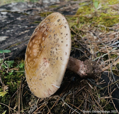 Amanita brunneolocularis