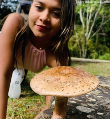 Amanita brunneolocularis