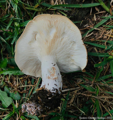 Leucopaxillus