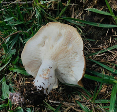 Leucopaxillus