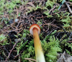Hygrocybe