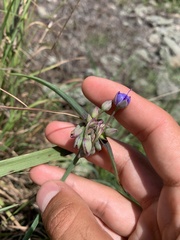 Tradescantia ohiensis