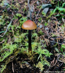 Hygrocybe