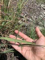 Tradescantia ohiensis