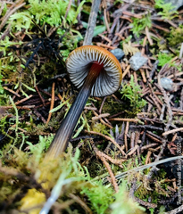 Hygrocybe