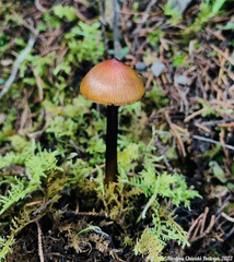 Hygrocybe